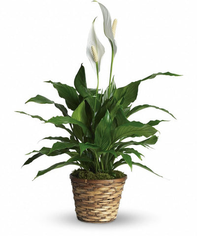Peace Lily